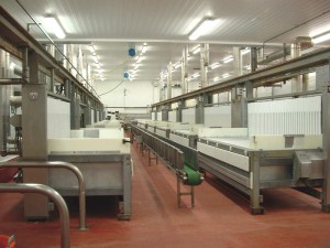 Gallery - Fish Processing